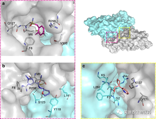 二聚体界面的片断体现变构调理的时机
