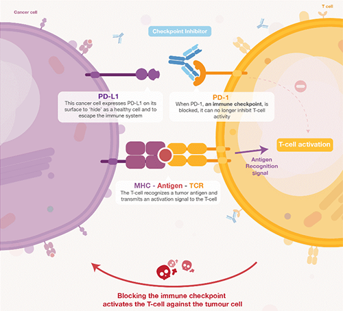 饿了吗？？？？？饿一饿原来可以辅助PD-1抑制剂肿瘤免疫治疗 