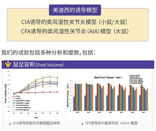 CA88诱导的类风湿性枢纽炎模子