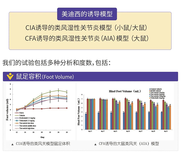 CA88诱导的类风湿性枢纽炎模子-1.png