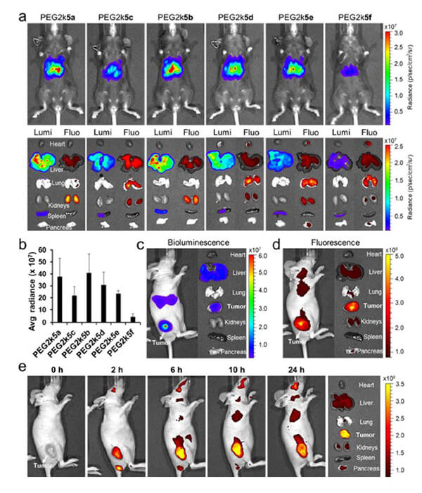 递送和NIR影像，，Luc mRNA; Ⅳ and intra-tumoral.jpg