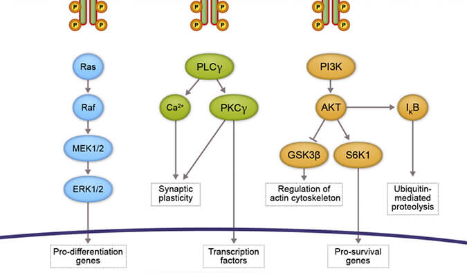 CA88助力 | 睿跃生物1类新药 TRK降解剂CG001419获批临床
