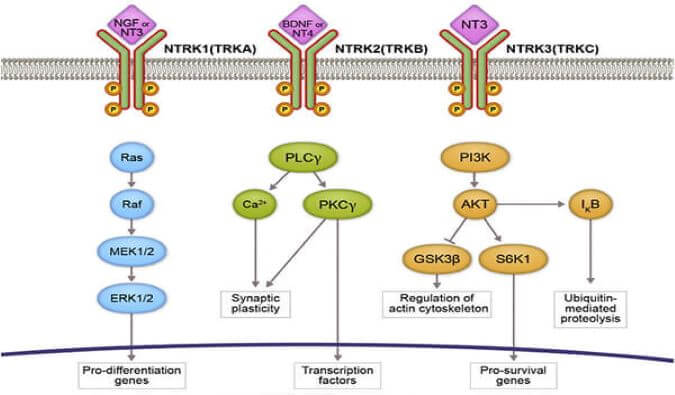 CA88助力睿跃生物1类新药 TRK降解剂CG001419获批临床.jpg
