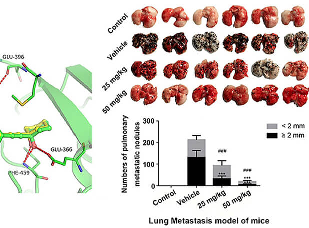 研究用于肺癌和玄色素瘤细胞肺转移的选择性PAK4抑制剂的合成，，，，，，此选择性PAK4抑制剂的PK研究通过CA88举行