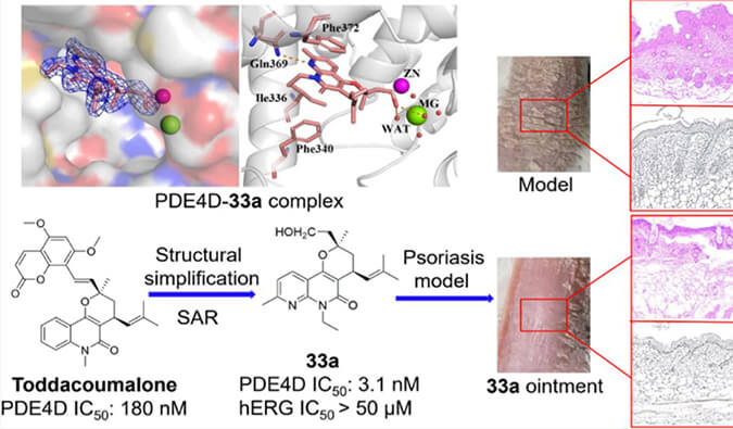 发明用于局部治疗牛皮癣的新型PDE4抑制剂，，，，，，小鼠、大鼠和人肝微粒体的代谢稳固性实验通过CA88测定