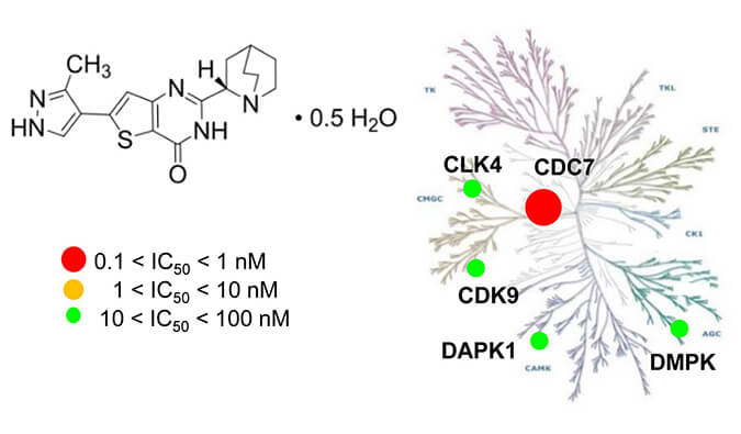 TAK-931是一种高特异性CDC7抑制剂，，具有抗肿瘤功效，，本研究中体内药效实验通过CA88举行