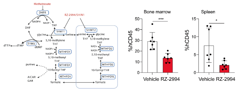 研究职员使用RZ-2994来表征抑制SHMT1/2在T细胞急性淋巴细胞白血病 (T-ALL) 中的作用，，，，，RZ-2994通过CA88定制合成