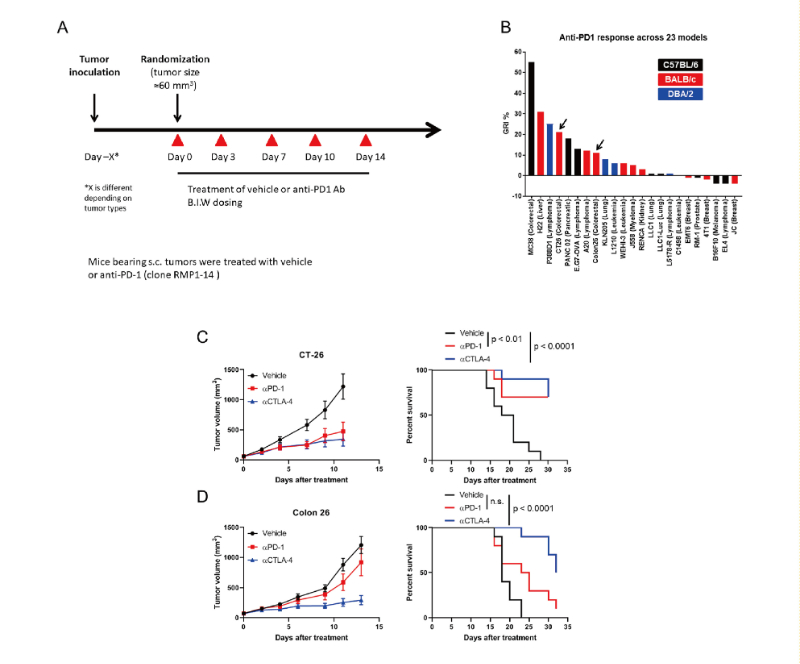 免疫检查点阻断疗法改变了癌症治疗的范式，，，，此研究中通过CA88在23 个同源肿瘤模子中举行了抗PD-1抗体的体内研究