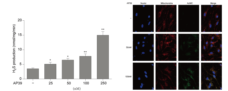 AP39是一种新合成的线粒体靶向的H2S供体，，，，本研究中AP39通过CA88设计和合成