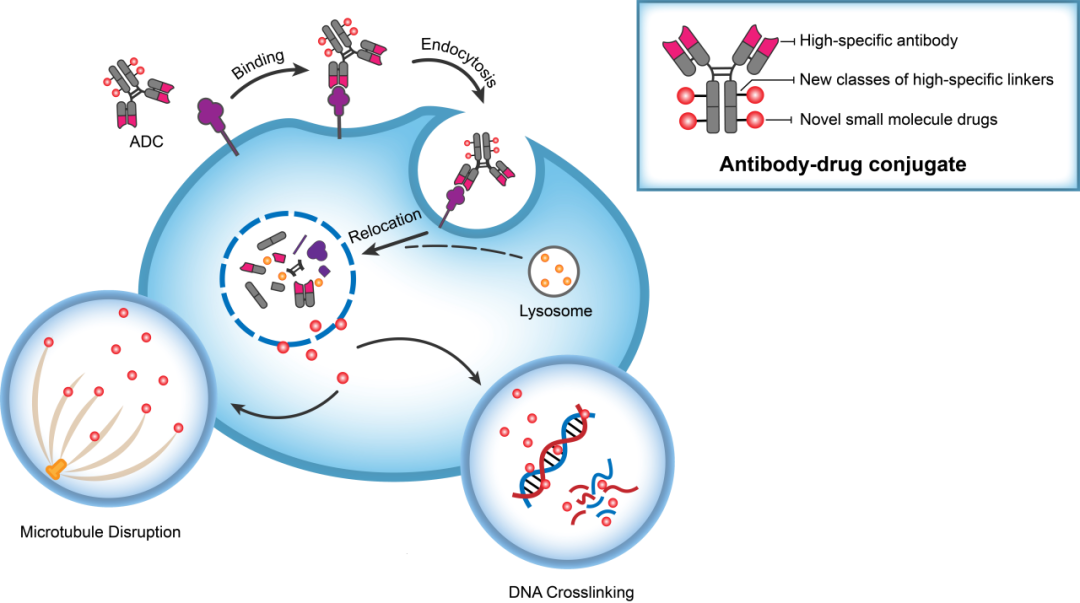 CA88助力 | 华奥泰靶向CD73的ADC在美国获批临床