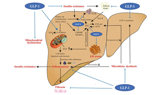 谁将成为 2024年全球生物医药首个黑马？？？NASH领域突破性药物即将问世？？？