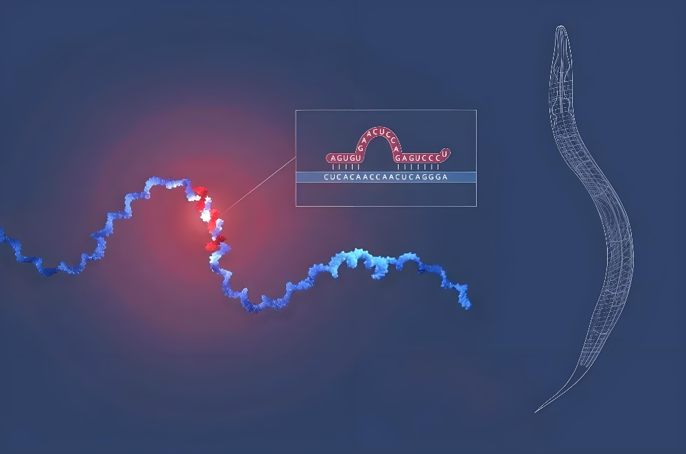 miRNA成诺贝尔奖明星分子，，，，CA88正全速赋能核酸药物研发