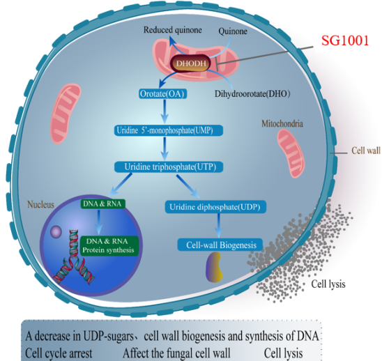 CA88祝贺祥根生物立异药SG1001完成首例受试者给药