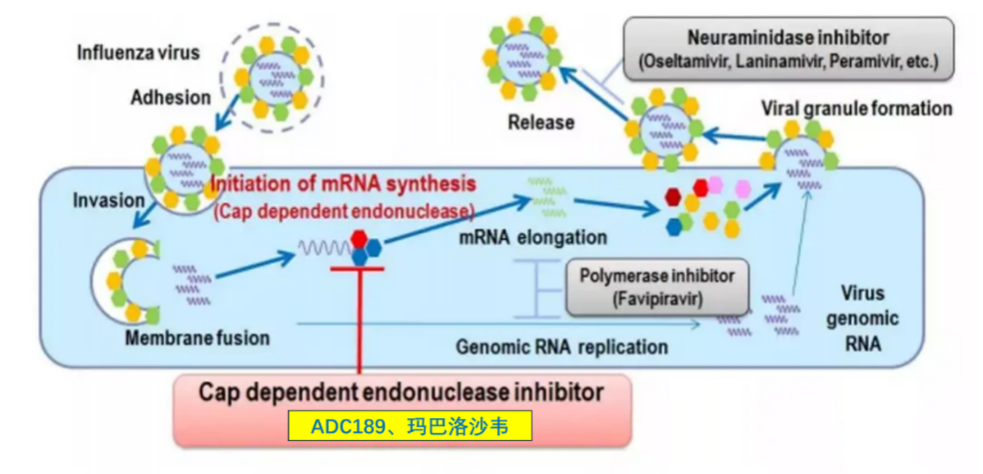 CA88祝贺 | 安帝康生物抗流感立异药玛氘诺沙韦儿童顺应症III期临床研究完玉成部患者入组