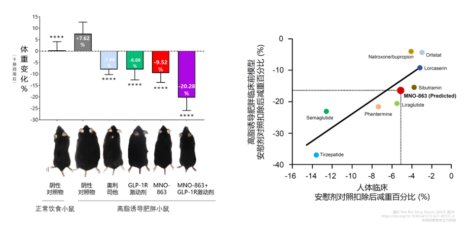 4周降低近10%体重！CA88助力慕恩生物MNO-863活菌生物药获批临床