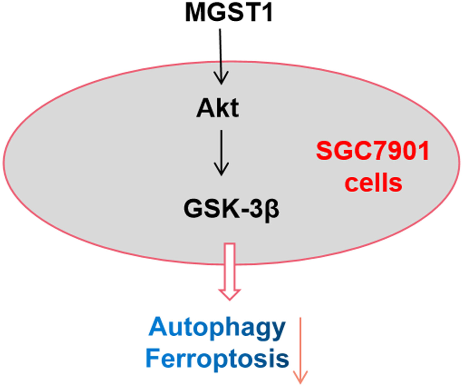 MGST1过表达通过激活Akt/GSK-3β信号通路诱导胃癌细胞增殖，，，，本研究中MGST1过表达等体外实验通过CA88举行