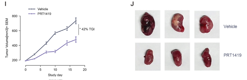 MCL1抑制剂在多种实体瘤和血液肿瘤模子中显示抗肿瘤效果，，，，本研究中药效实验通过CA88举行