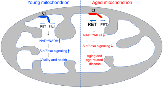 特异性RET抑制剂CPT可改善阿尔茨海默。。。。。。，，本研究中CPT由CA88化学部分合成