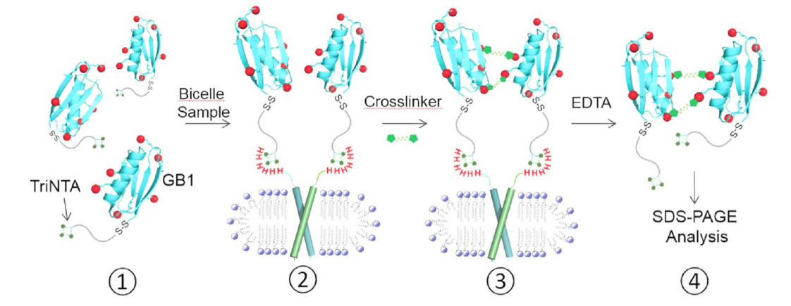 跨膜结构域寡聚体的结构测定新要领，，，，其中TriNTA通过CA88合成